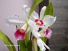 Laelia purpurata var. carnea (ECUAGENERA )